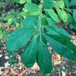 Lindera benzoin Leaf