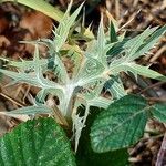 Eryngium amethystinum Liść