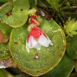 Gaultheria humifusa Floare