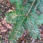 Abies grandis Blatt