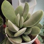 Crassula cotyledonis Folio