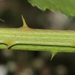 Rubus pericrispatus Outro