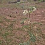 Mimosa aculeaticarpaFlower