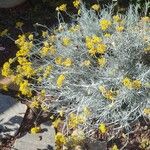 Helichrysum italicum 花