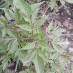 Bidens frondosa Folha