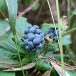 Rubus caesius Gyümölcs