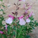 Salvia microphylla Květ