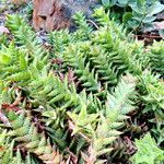 Aloe juvenna Habit