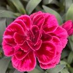 Dianthus caryophyllus Квітка