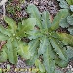 Crepis bellidifolia Natur