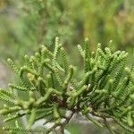 Juniperus phoenicea Φύλλο
