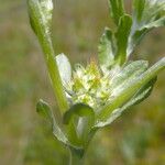 Filago pyramidata Flor