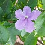 Brunfelsia uniflora फूल