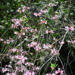 Rhododendron periclymenoides ᱵᱟᱦᱟ
