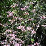 Rhododendron periclymenoides Blüte