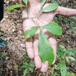 Vitex triflora পাতা