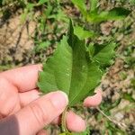 Iva annua Fuelha