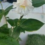 Costus arabicus फूल