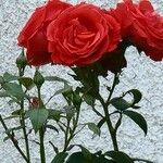Rosa luciae 花