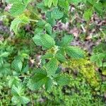 Rubus argutus Leht