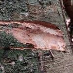 Santiria trimera Bark