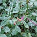 Rubus flagellaris Fruit