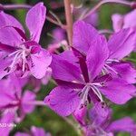 Epilobium angustifoliumKvět