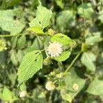 Melanthera nivea Flower