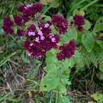 Origanum vulgareFlower