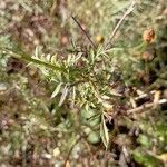 Tagetes patula برگ