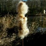 Typha latifolia Плід