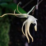 Aeranthes grandiflora Flower