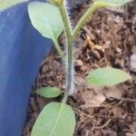 Capsicum pubescens Bark