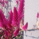 Celosia argenteaFlower