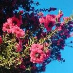 Leptospermum scopariumFlower