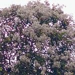 Cordia alliodora Flor
