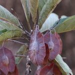 Terminalia stenostachya Fruit