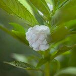 Impatiens balsamina Flor