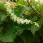 Anredera cordifolia Kukka