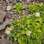 Argyranthemum thalassophilum Flower