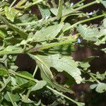 Salvia occidentalis Habit