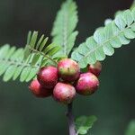Haplocoelum foliolosum Fruit