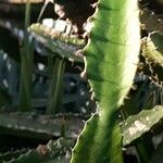 Euphorbia triangularis Leaf