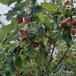 Malus × floribundaПлод