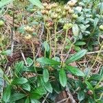 Chimaphila umbellata Habitat