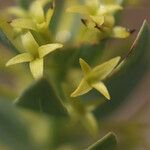 Thymelaea sanamunda Flower
