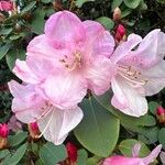 Rhododendron callimorphum Fleur