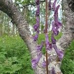 Aconitum septentrionale 花