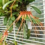 Bulbophyllum pecten-veneris Fiore