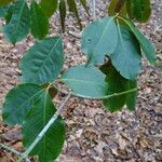 Euonymus carnosus Blatt